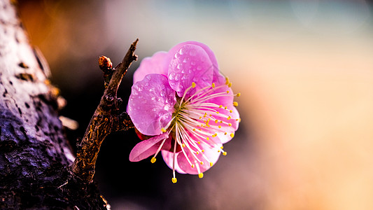 梅花一朵梅花高清图片