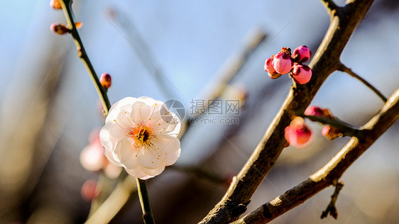 梅花图片