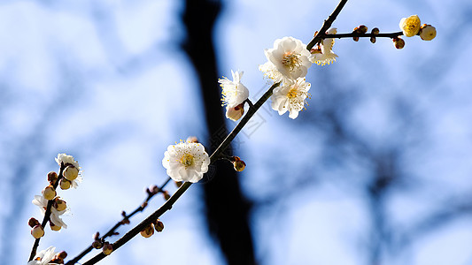 梅花背景图片