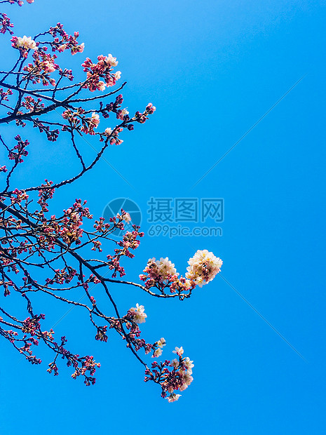 梅花图片