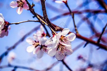 桃花图片