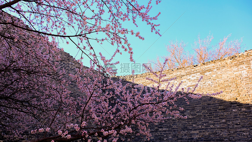 春天 樱花图片