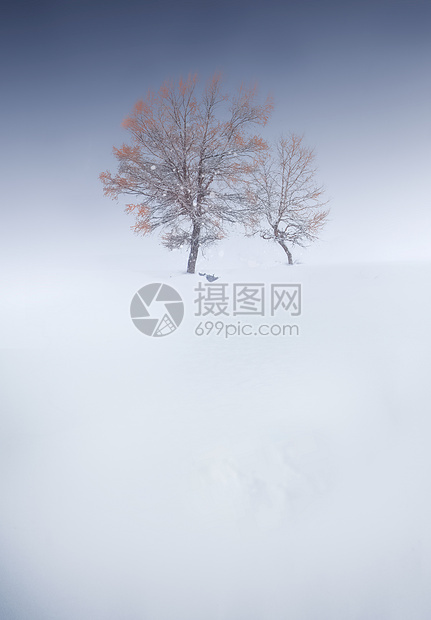 雪中树图片