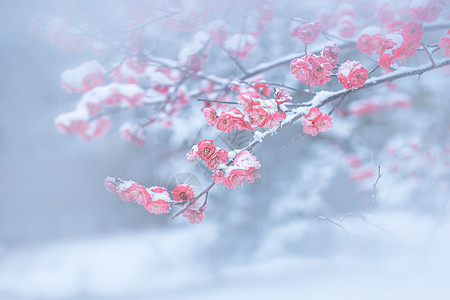 唯美梅花寒梅盛香背景