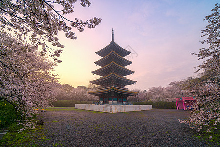 日式建筑五重塔樱花季图片