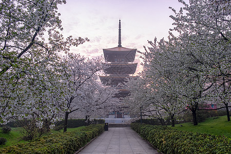 日系日风情侣日式建筑五重塔樱花季背景