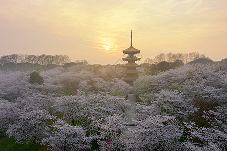 日系日风情侣日式建筑五重塔樱花季背景