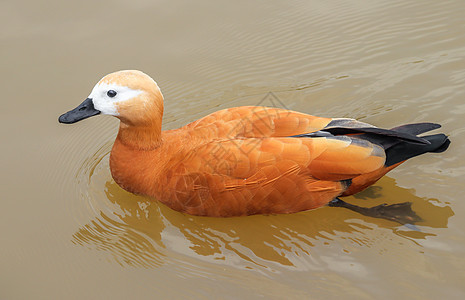 水中赤麻鸭图片