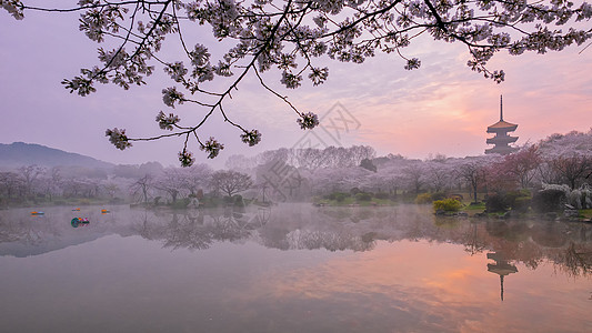 日出时分的樱花园风景高清图片