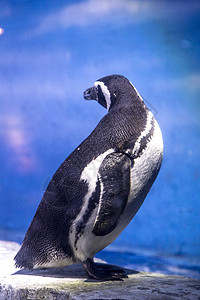 极地馆企鹅图片