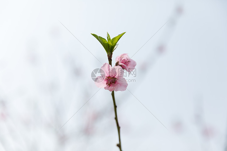 盛开开放的桃花图片