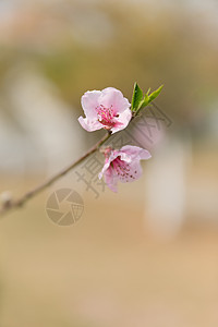 盛开开放的桃花图片