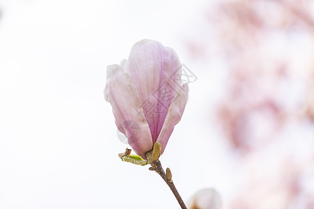 玉兰花粉色玉兰花卉高清图片