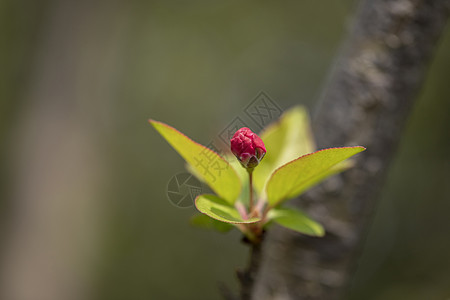 画苞花芽图片