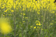 油菜花图片