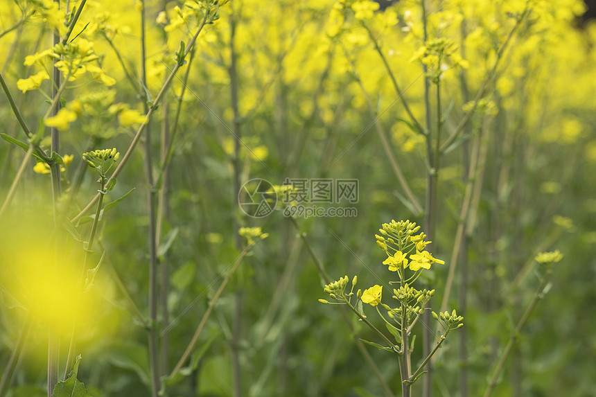 油菜花图片