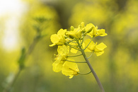 油菜花图片