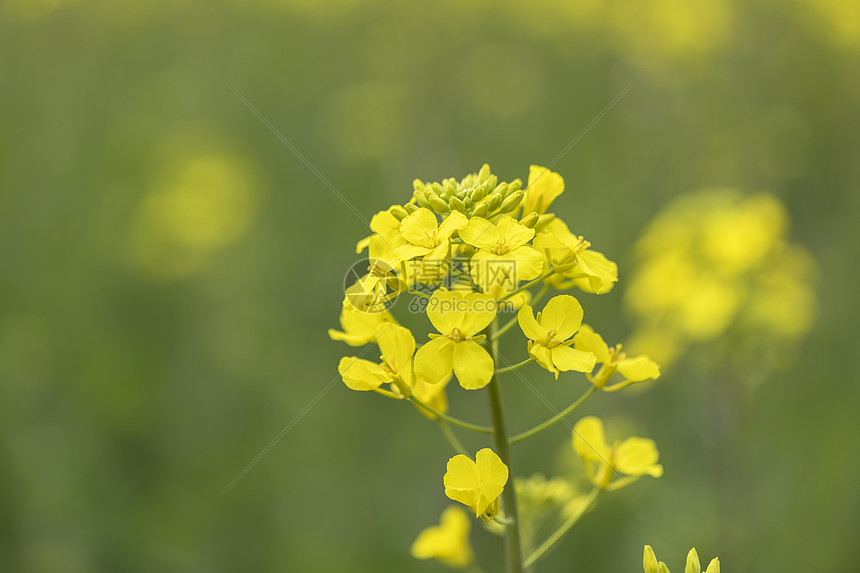 油菜花图片