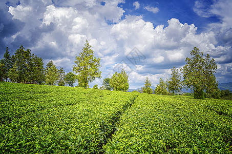 普洱国家森林公园云南普洱茶园背景