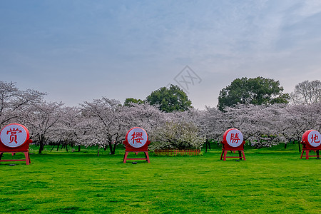 赏樱胜地武汉樱花园风光背景图片