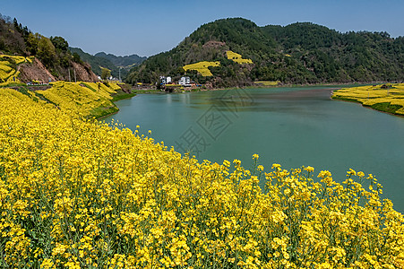 安徽新安江油菜花花海美景图片