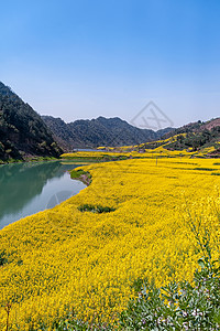 春天山水风景安徽新安江油菜花花海美景背景