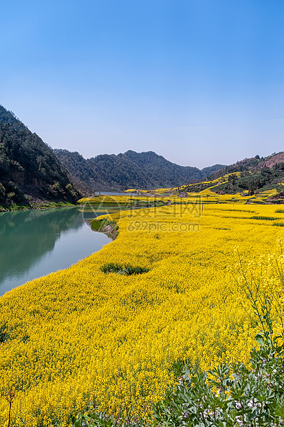 安徽新安江油菜花花海美景图片