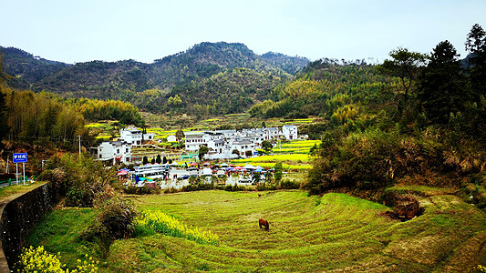 灵山小镇皖南呈坎油菜花盛开背景