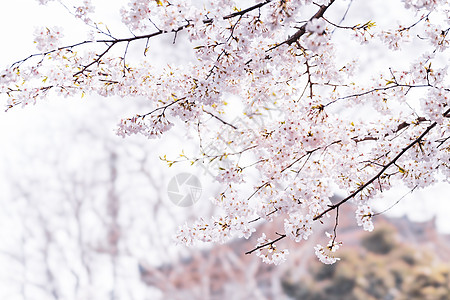 樱花节武汉大学樱花背景