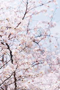 春季樱花树武汉大学樱花背景