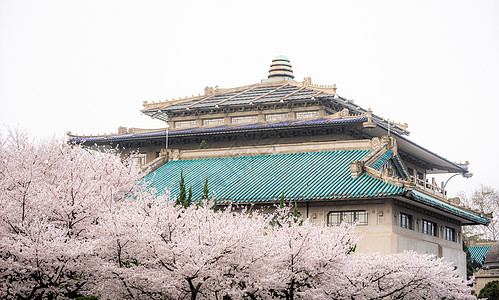 春天的樱花树武汉大学樱花背景