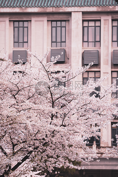 武汉大学樱花教学楼图片