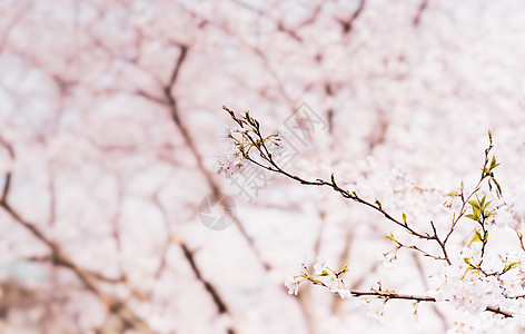 樱花枝条春季感冒高清图片