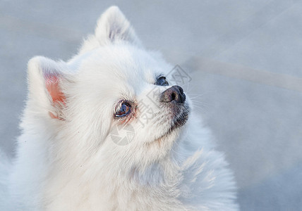 可爱博美犬图片