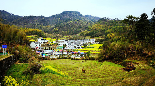 灵山小镇皖南呈坎油菜花盛开背景