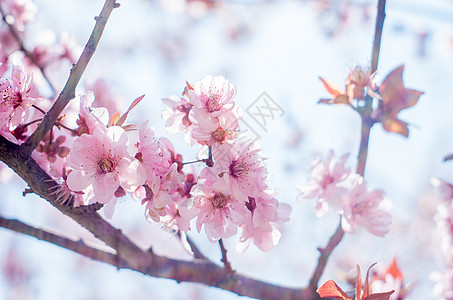 粉色桃花与树枝桃花盛开背景