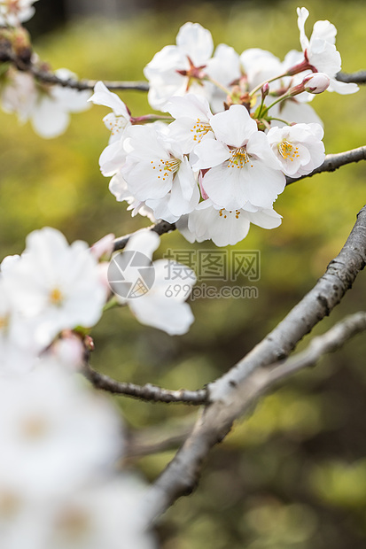 樱花图片