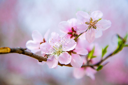 桃花图片