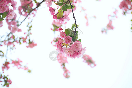 樱花鲜花高清图片素材