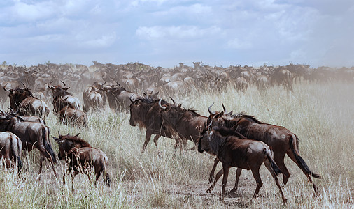 非洲角牛内蒙大草原的牛高清图片