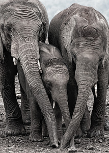 大象非洲家庭高清图片