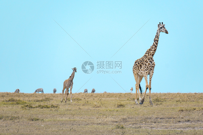 长颈鹿图片