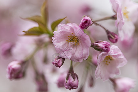 湖北武汉东湖樱园樱花图片