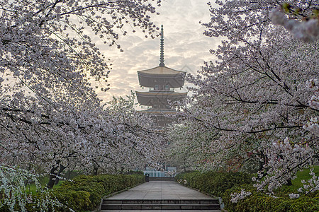 樱花园日式建筑景观高清图片