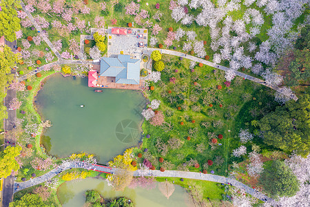 俯瞰东湖樱园樱花季背景