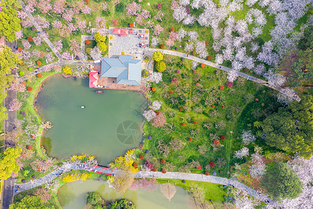 俯瞰东湖樱园樱花季图片