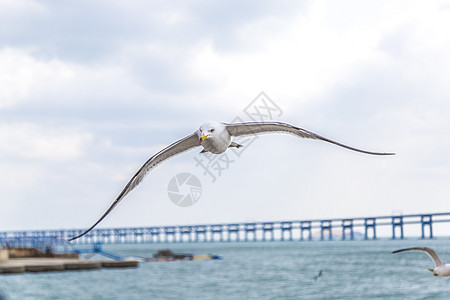 飞翔鸟大连星海广场海鸥背景