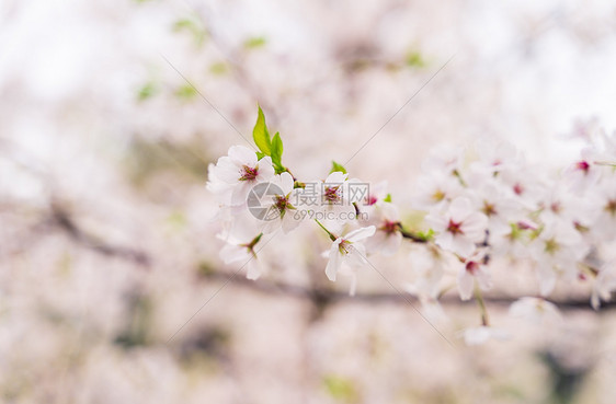 樱花图片