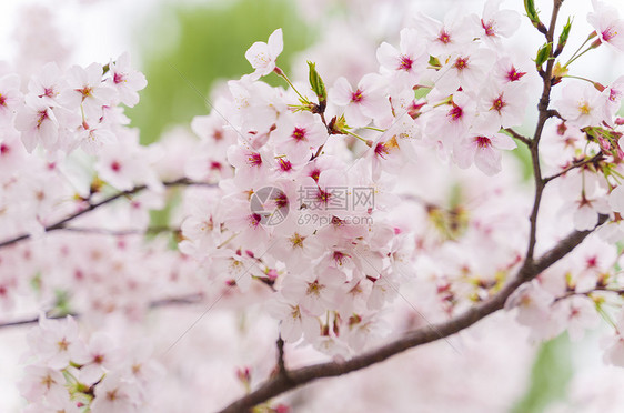 樱花图片