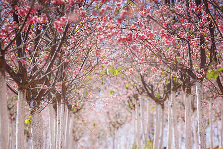 红色花朵樱花林背景